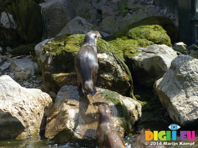 FZ006200 North American river otters (Lontra canadensis)